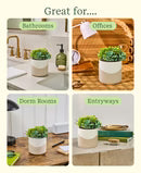 Plant Diffuser Succulent