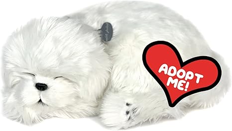 Perfect Petzzz Maltese