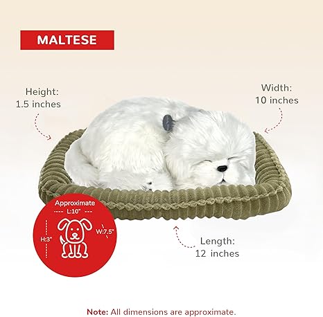 Perfect Petzzz Maltese