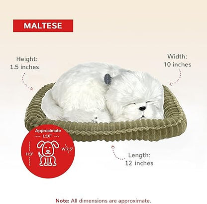 Perfect Petzzz Maltese