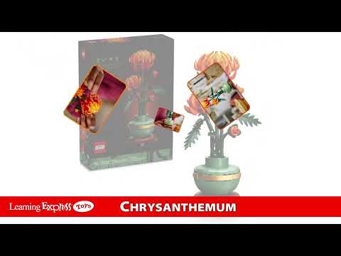 Chrysanthemum