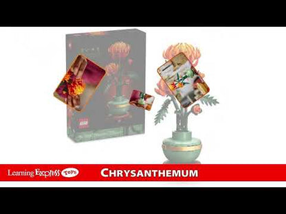 Chrysanthemum
