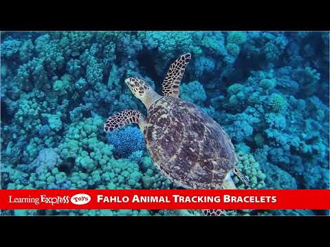 Coral Reef Pink Turtle