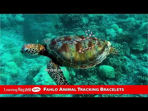 Papillae Stone Polar B