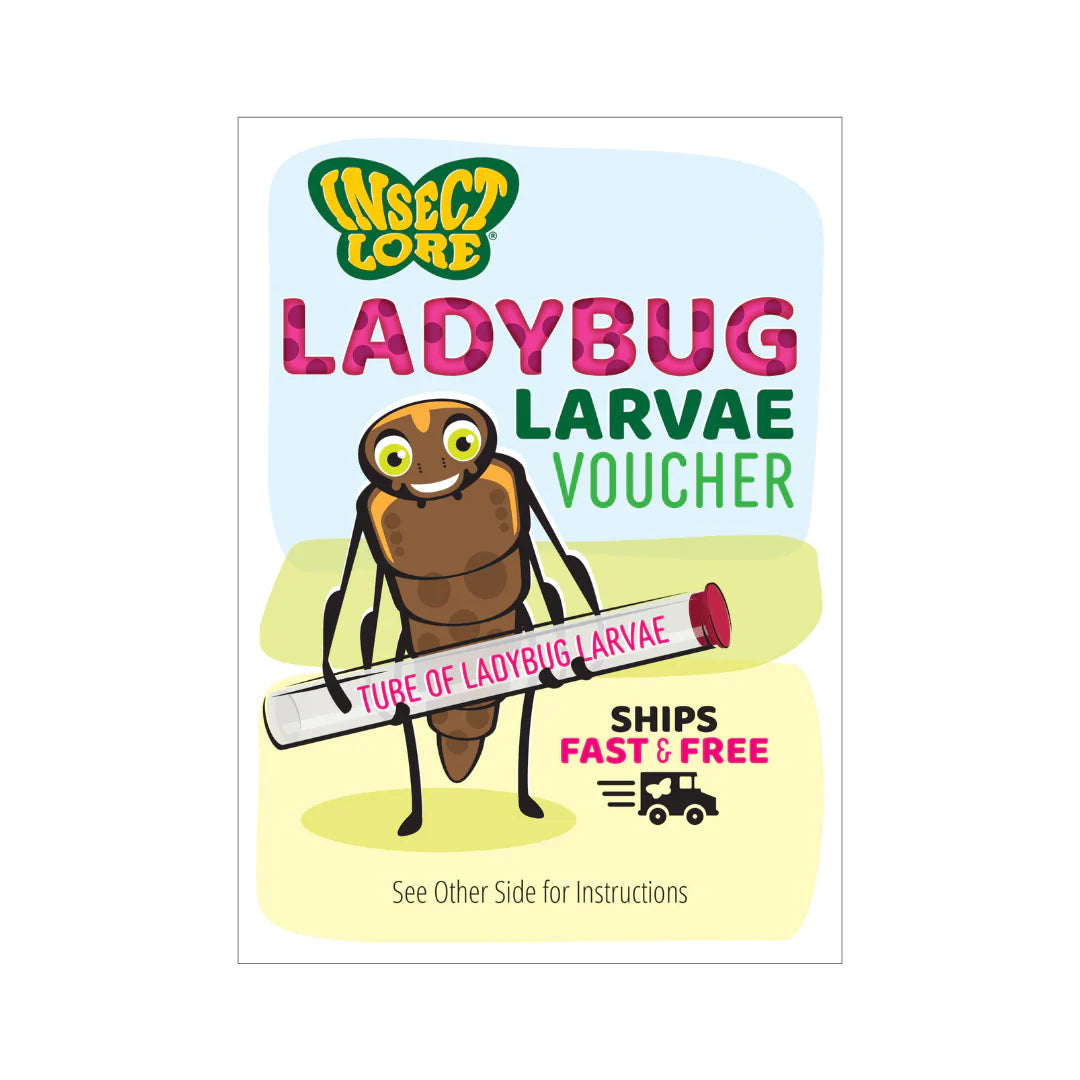 Ladybug Land with Prepaid Voucher