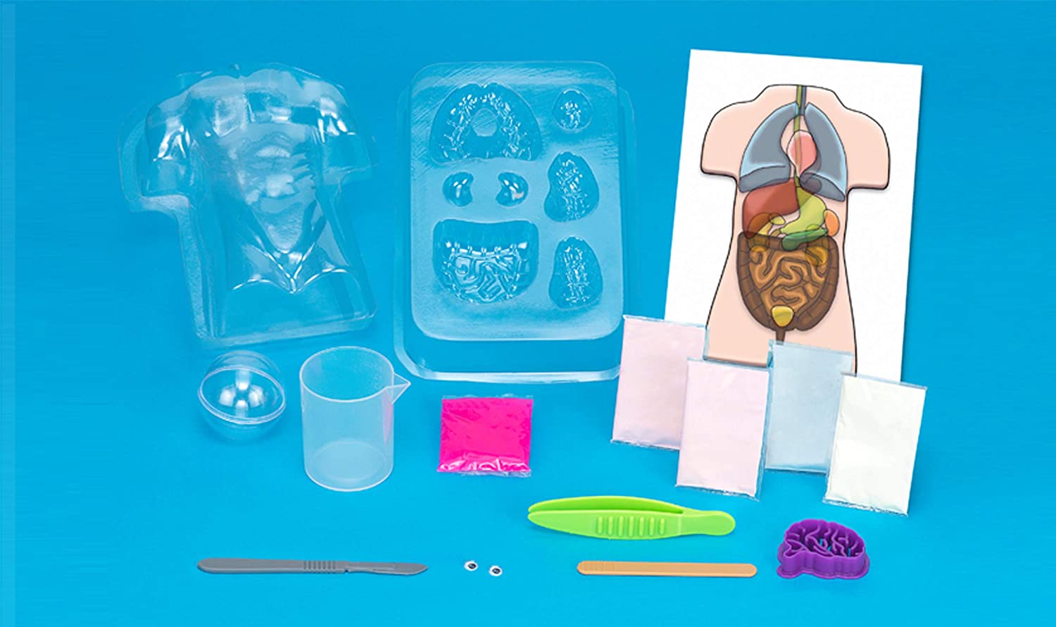 *** Myo Squishy Human Bod