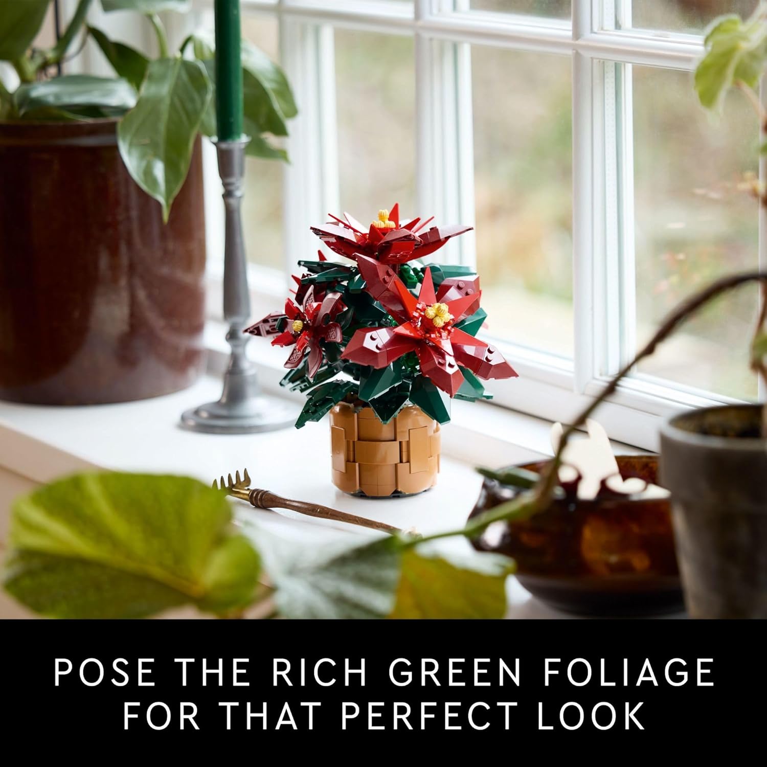 Poinsettia