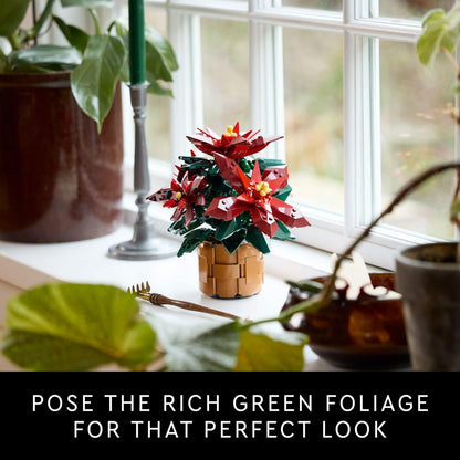Poinsettia